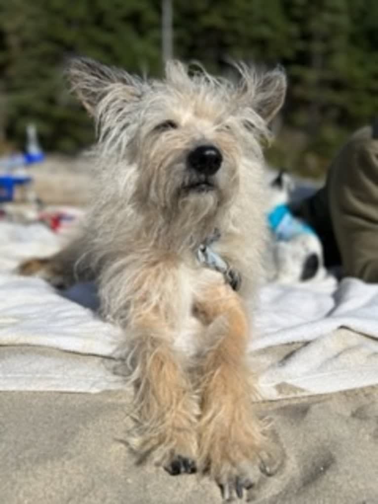 Gimli, a Miniature Schnauzer and Australian Cattle Dog mix tested with EmbarkVet.com
