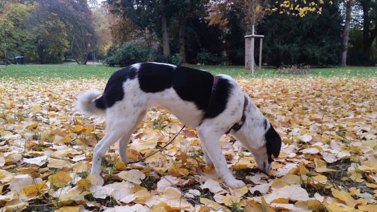 Kilida, an Eastern European Village Dog tested with EmbarkVet.com