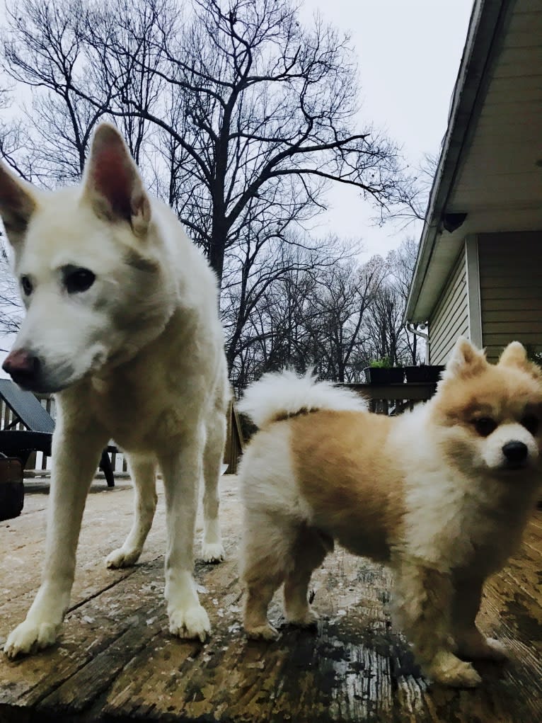 Nanuk, a Siberian Husky and German Shepherd Dog mix tested with EmbarkVet.com