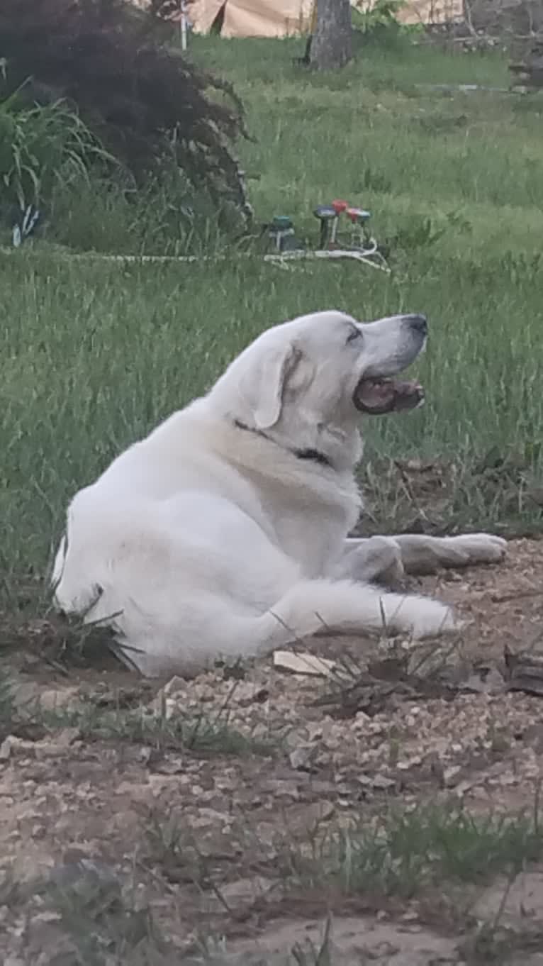 Aladdin, a Great Pyrenees tested with EmbarkVet.com