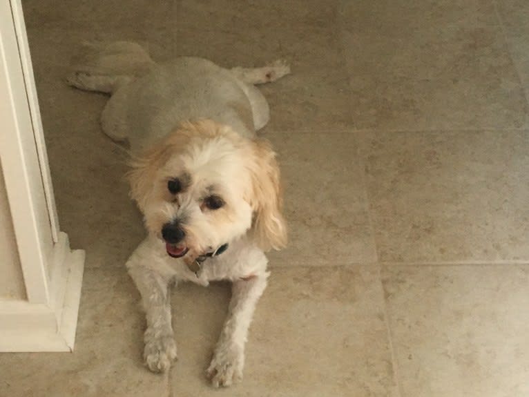 Benny, a Pomeranian and Bichon Frise mix tested with EmbarkVet.com