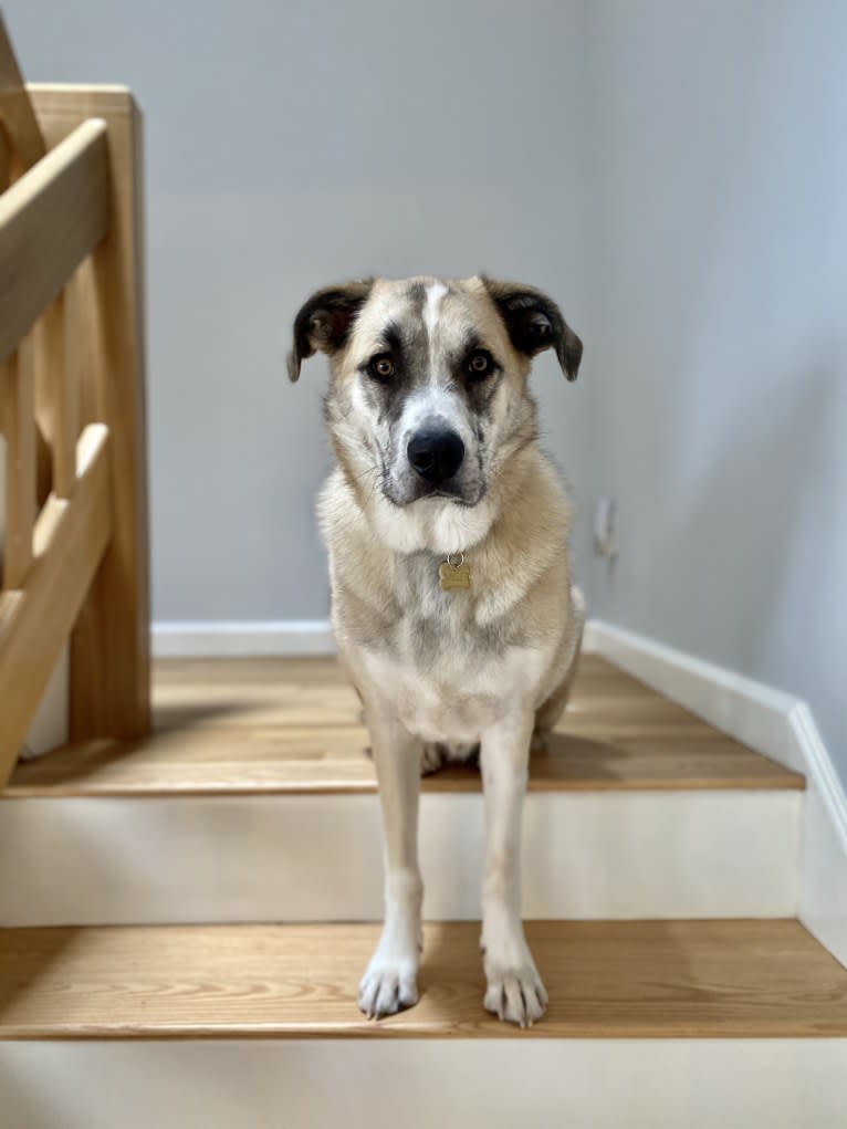 Miller, a Great Pyrenees and Mountain Cur mix tested with EmbarkVet.com