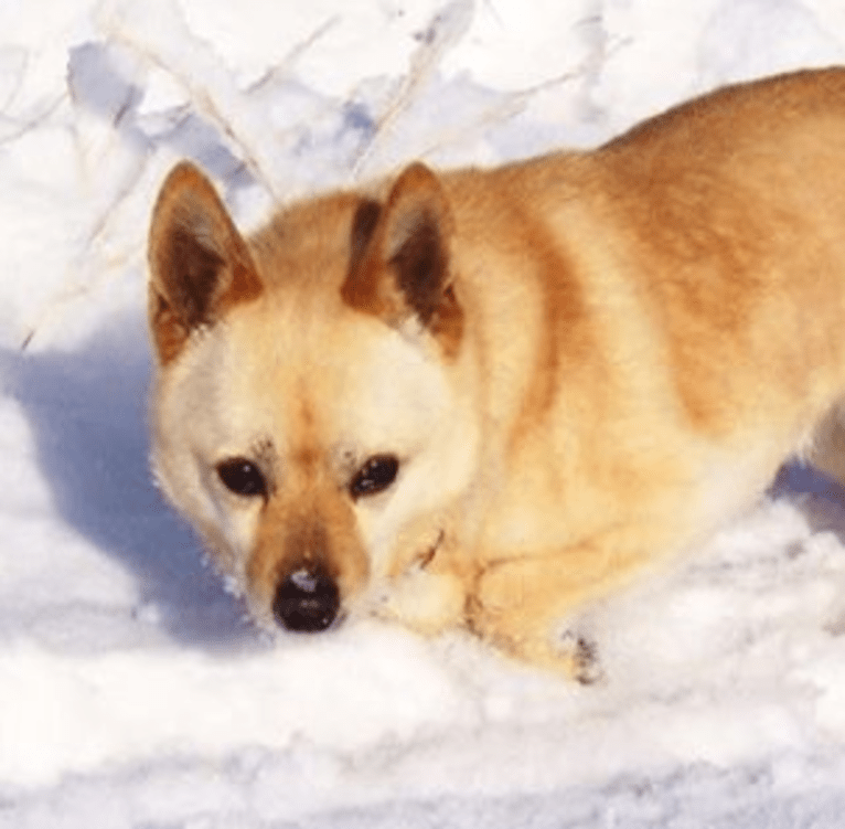 Sophia, a Chow Chow and Chihuahua mix tested with EmbarkVet.com