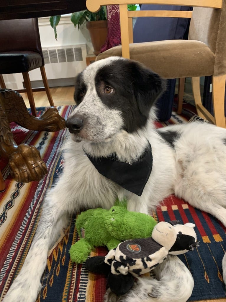 Frankie Ocean, a Great Pyrenees and Maremma Sheepdog mix tested with EmbarkVet.com