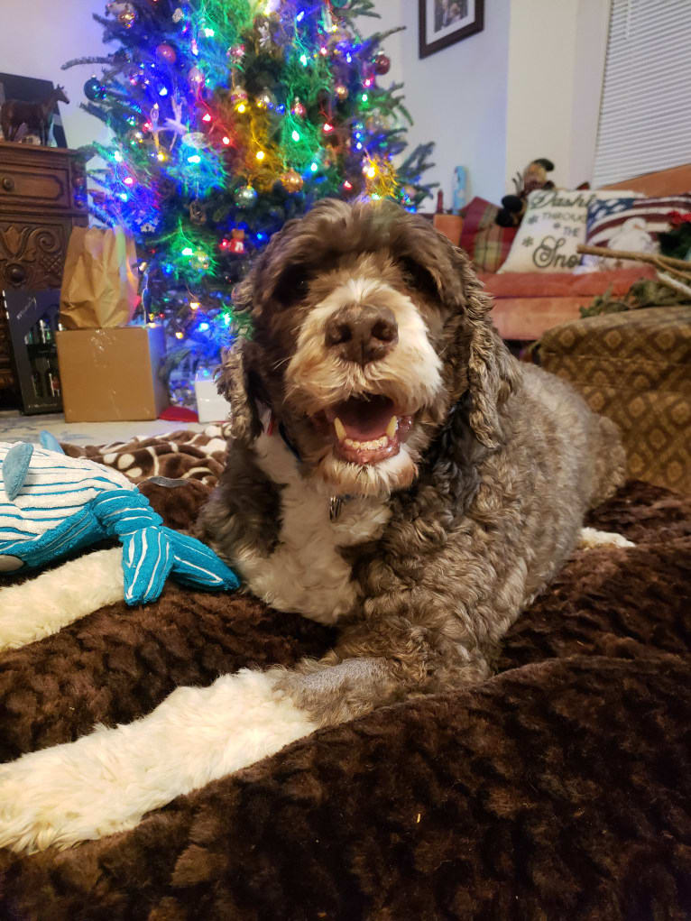 Kringle, a Portuguese Water Dog tested with EmbarkVet.com