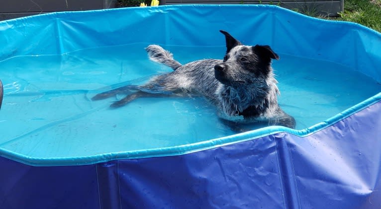 Apollo, a Border Collie and Australian Cattle Dog mix tested with EmbarkVet.com