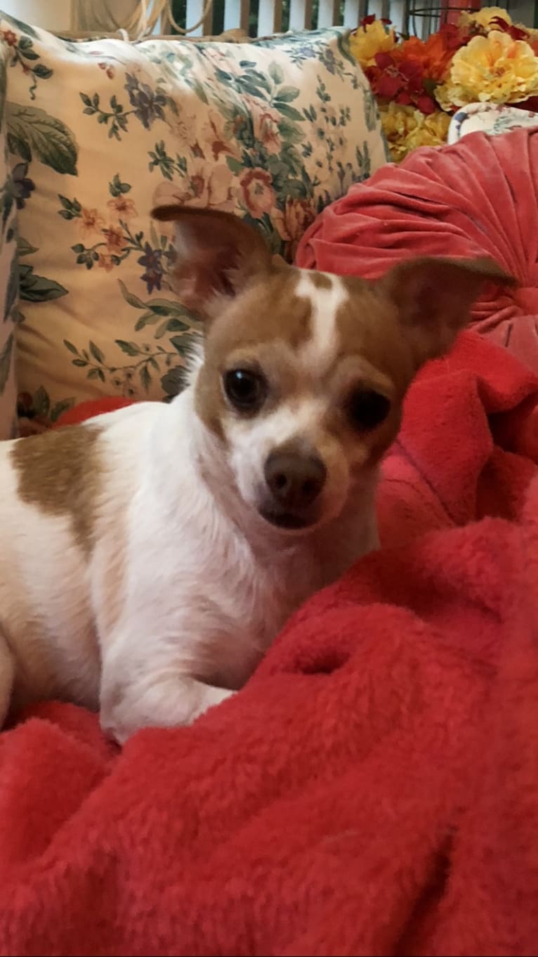 Gannon, a Chihuahua tested with EmbarkVet.com