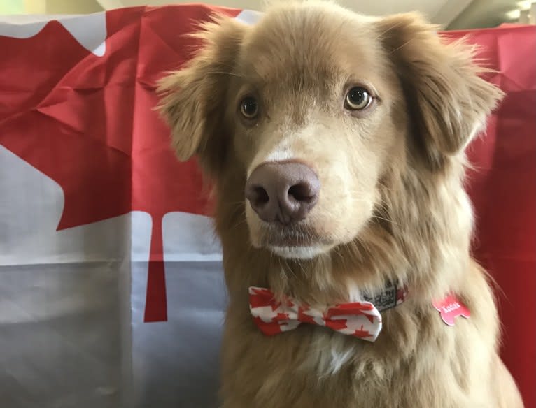 Kodiak, a Nova Scotia Duck Tolling Retriever tested with EmbarkVet.com