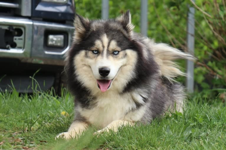 Iroh, a Siberian Husky tested with EmbarkVet.com