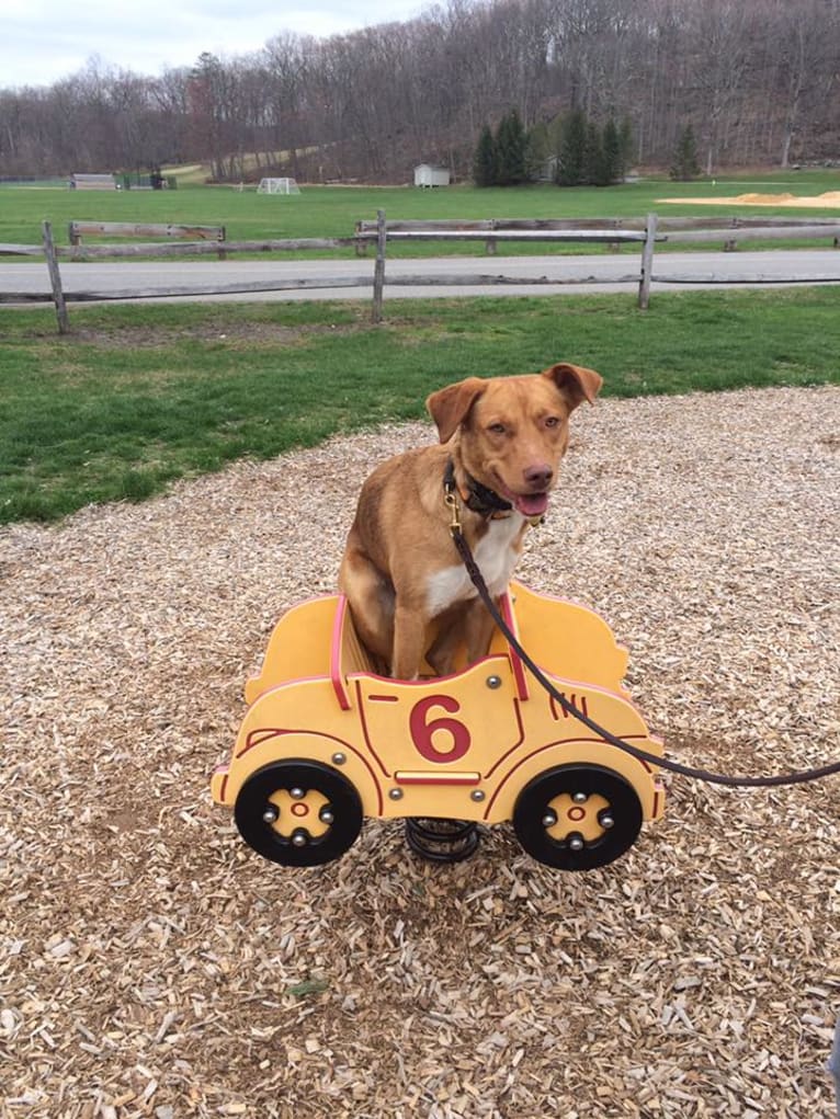 Cyrus, a Labrador Retriever and Miniature/MAS-type Australian Shepherd mix tested with EmbarkVet.com