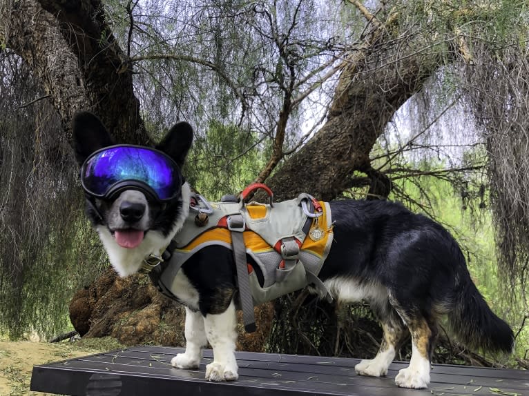 Quill, a Cardigan Welsh Corgi tested with EmbarkVet.com