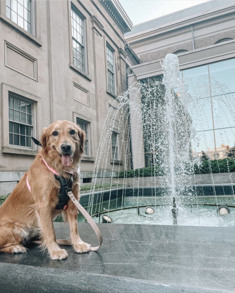 Marley, a Golden Retriever tested with EmbarkVet.com