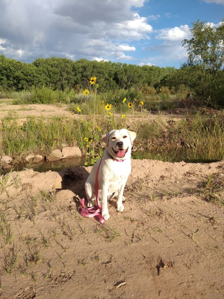 Missy, a Labrador Retriever tested with EmbarkVet.com