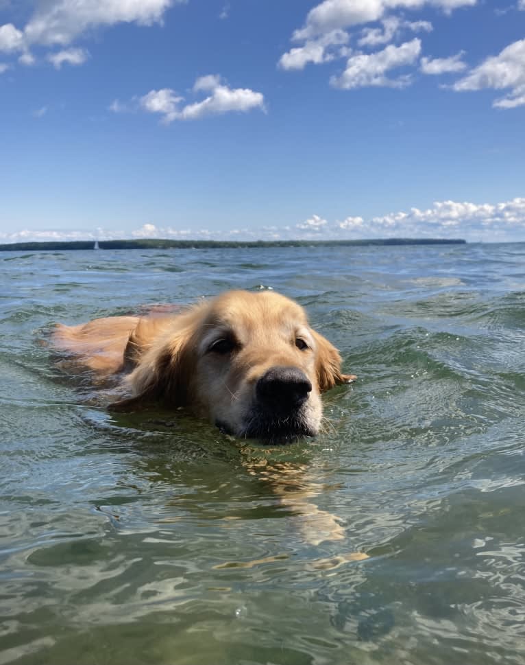 Timber “Gross Manor’s I’ll Be The One You Won’t Forget”, a Golden Retriever tested with EmbarkVet.com