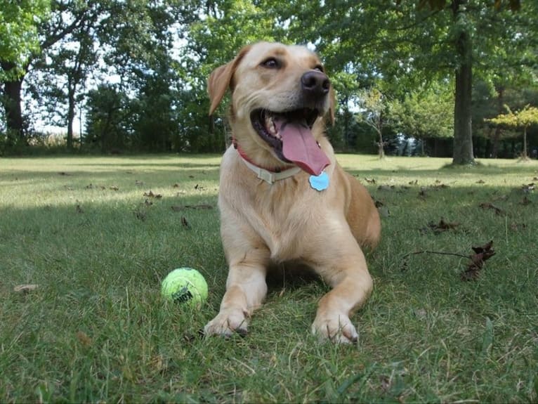 Sadie, a Labrador Retriever and American Bulldog mix tested with EmbarkVet.com