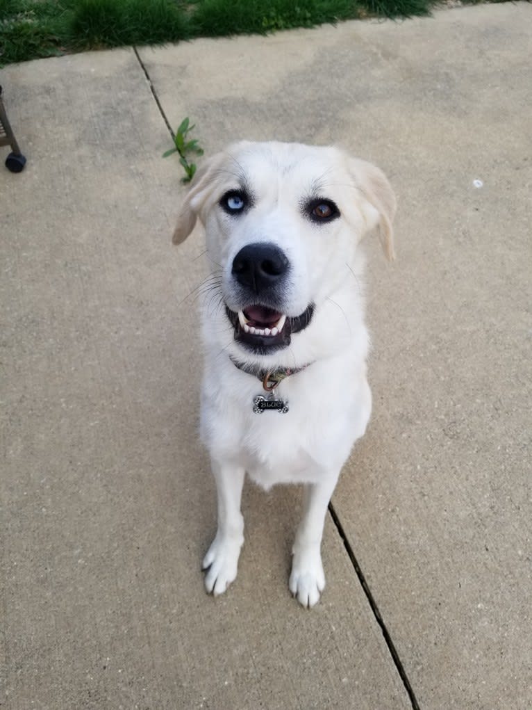 Photo of Blue, a Great Pyrenees and Anatolian Shepherd Dog mix in Wellston, Ohio, USA