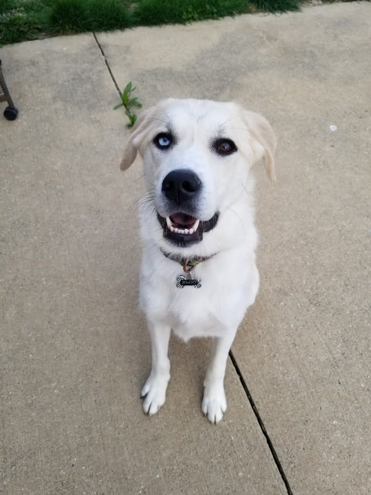 Blue, a Great Pyrenees and Anatolian Shepherd Dog mix tested with EmbarkVet.com