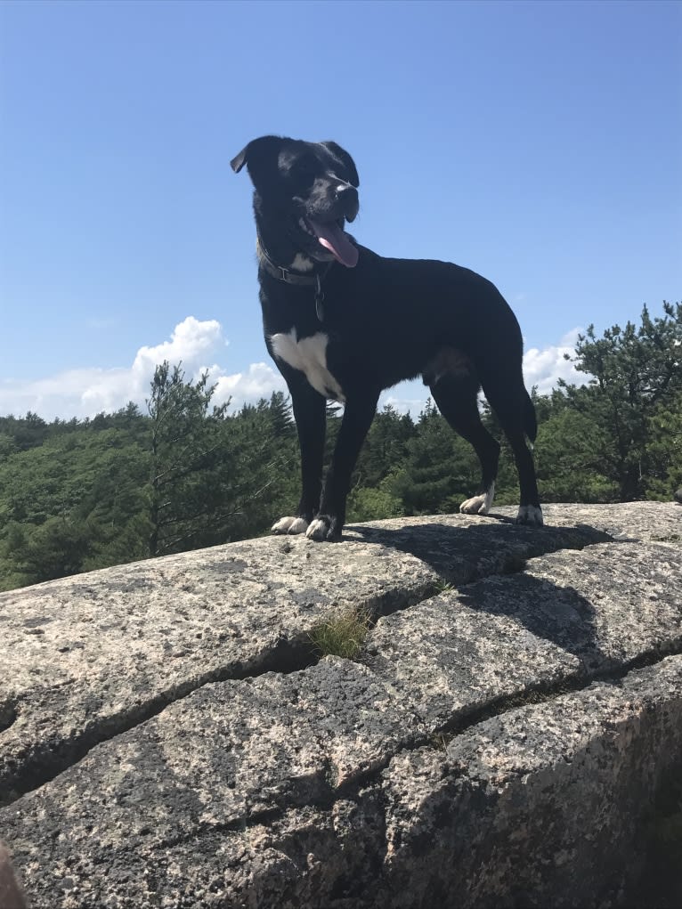 Clyde, a Labrador Retriever and American Pit Bull Terrier mix tested with EmbarkVet.com