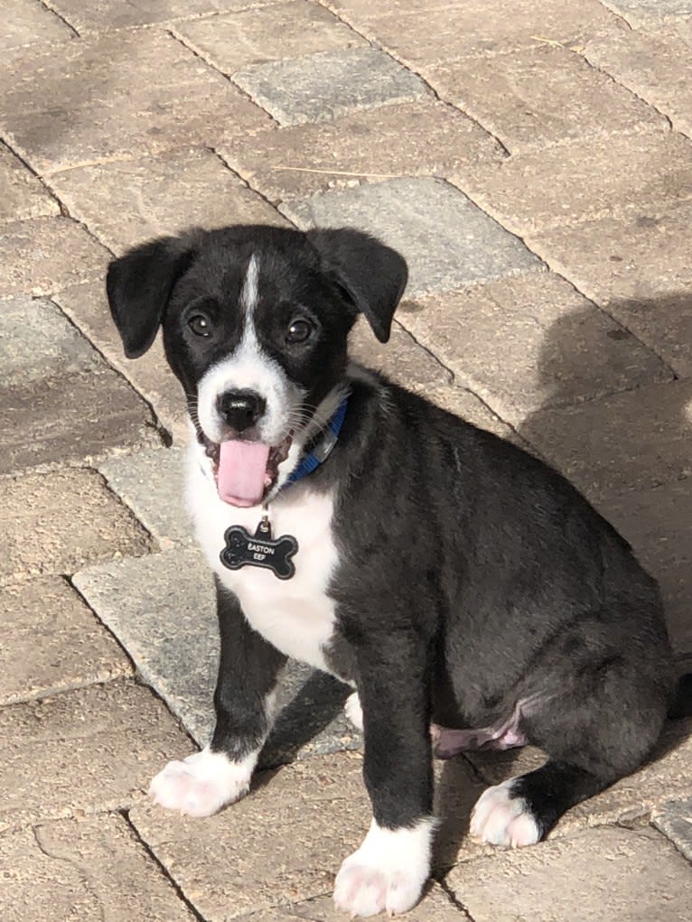 Easton, a Great Pyrenees and American Pit Bull Terrier mix tested with EmbarkVet.com