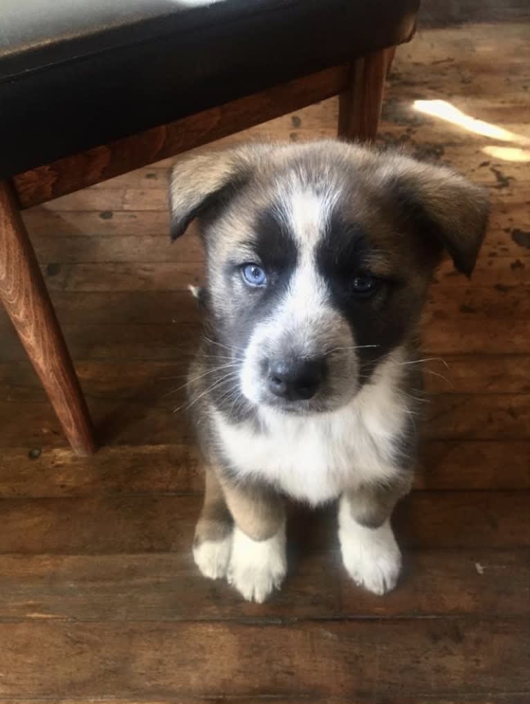 Charlie Wyatt, a Siberian Husky and Australian Cattle Dog mix tested with EmbarkVet.com