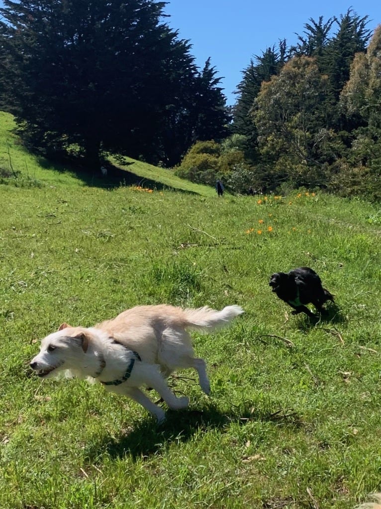 Jasper, a Poodle (Small) and Chihuahua mix tested with EmbarkVet.com