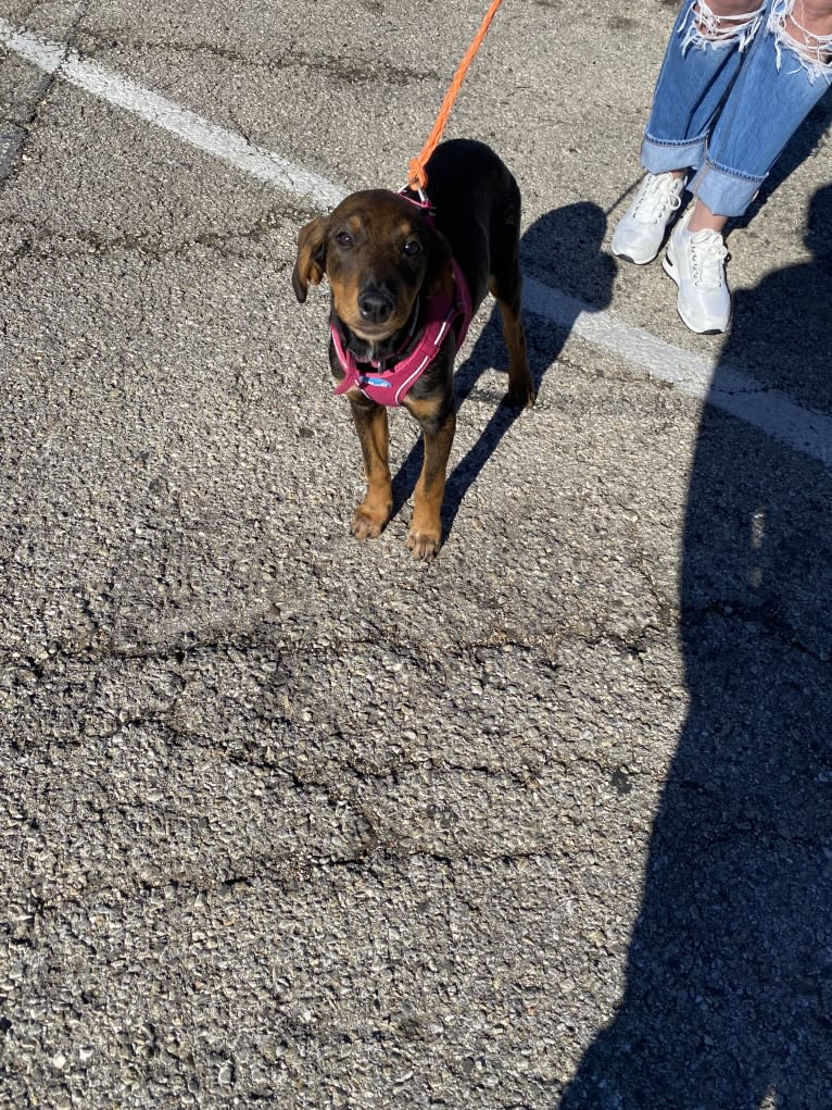Riley, a Doberman Pinscher and Great Pyrenees mix tested with EmbarkVet.com