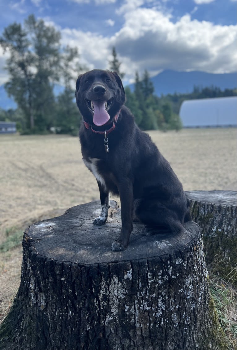 Guinness, a Labrador Retriever and Australian Cattle Dog mix tested with EmbarkVet.com