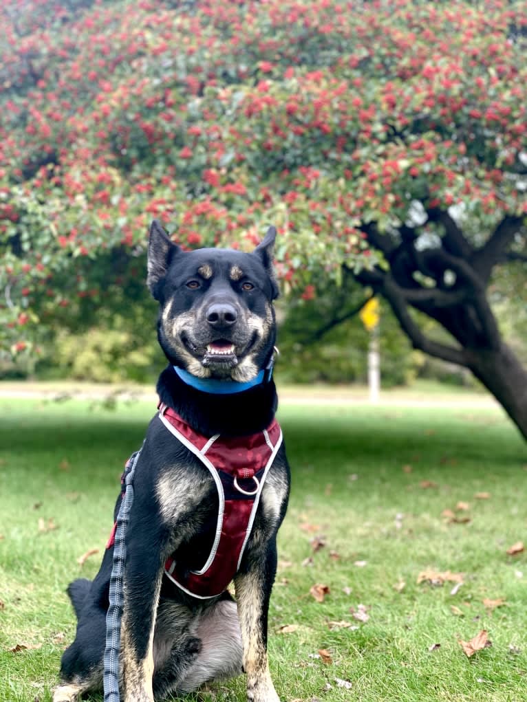 Rome, a Siberian Husky and Labrador Retriever mix tested with EmbarkVet.com