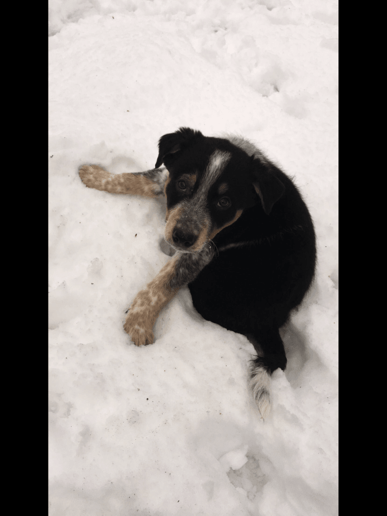 Finn, a Border Collie and Australian Cattle Dog mix tested with EmbarkVet.com