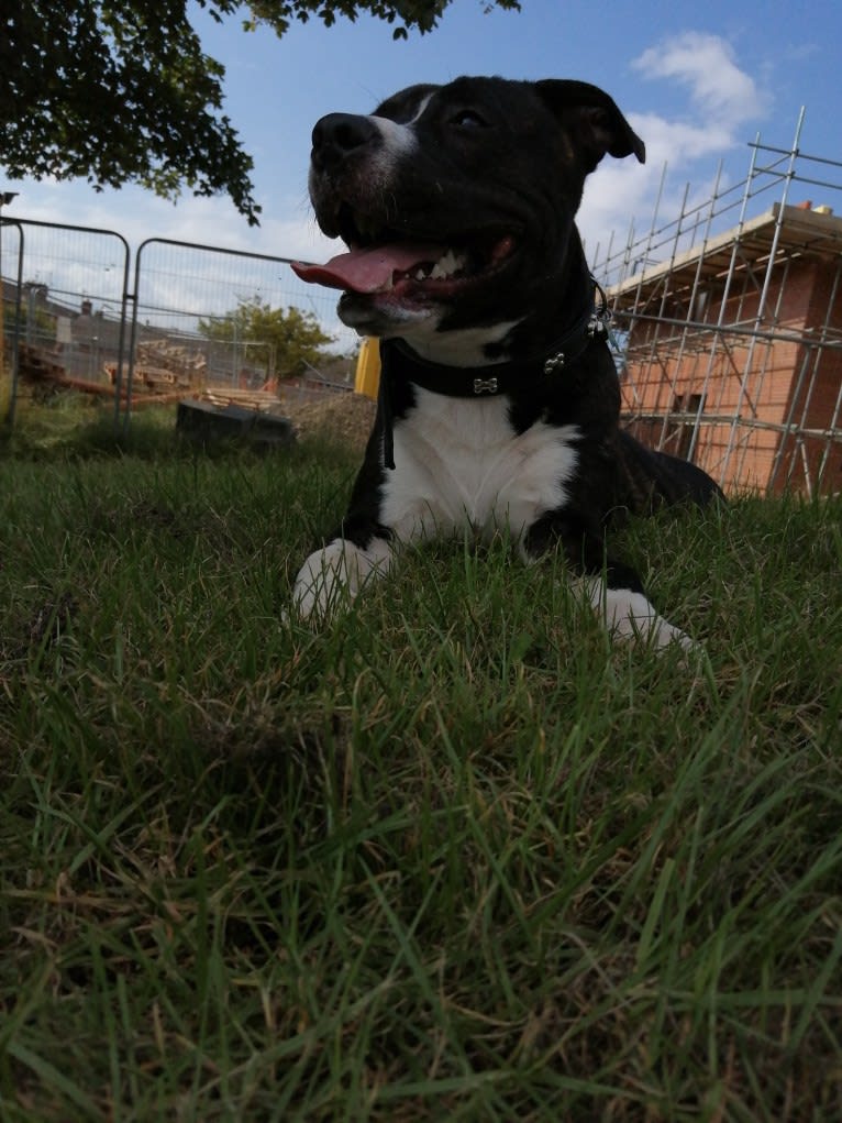 Loki, a Staffordshire Bull Terrier and American Pit Bull Terrier mix tested with EmbarkVet.com