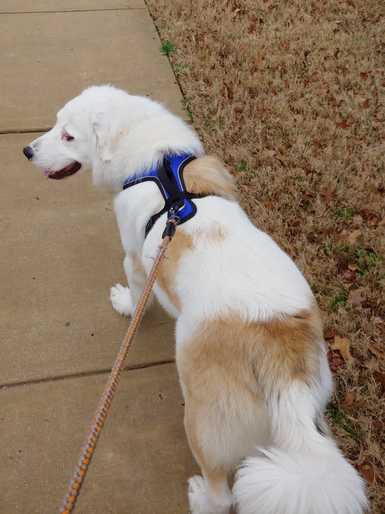 Bear, a Great Pyrenees and Labrador Retriever mix tested with EmbarkVet.com