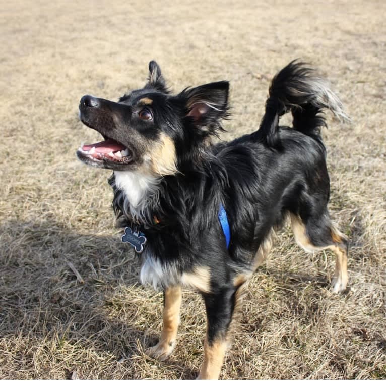 Cooper, an English Shepherd and Pomeranian mix tested with EmbarkVet.com