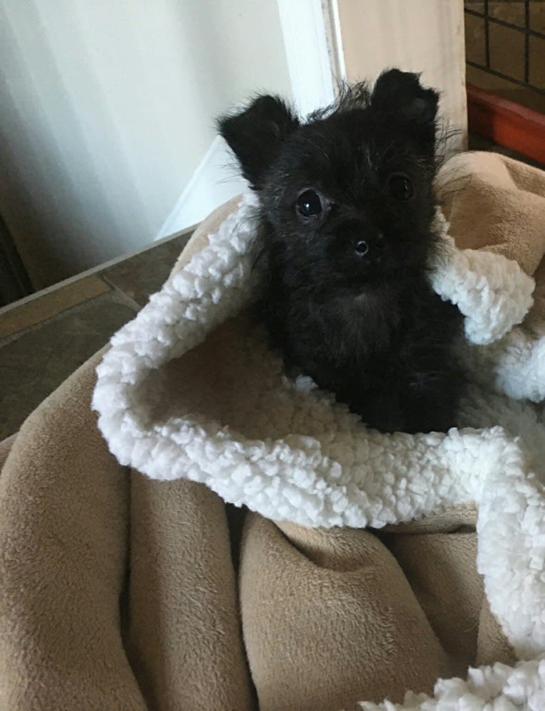 Francie, a Cairn Terrier and Yorkshire Terrier mix tested with EmbarkVet.com