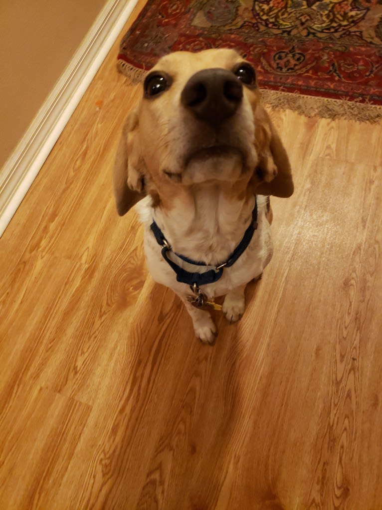 Snoopy, a Beagle and American Foxhound mix tested with EmbarkVet.com