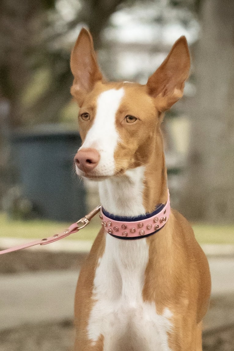 Cora, an Ibizan Hound tested with EmbarkVet.com