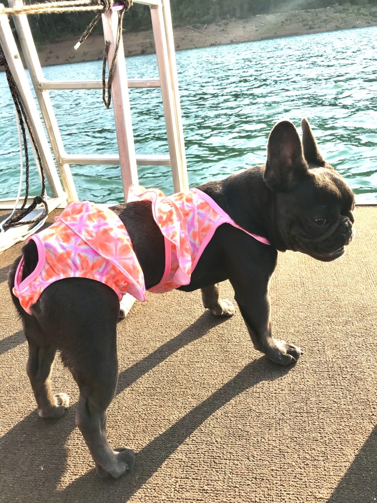 Gianna, a French Bulldog tested with EmbarkVet.com