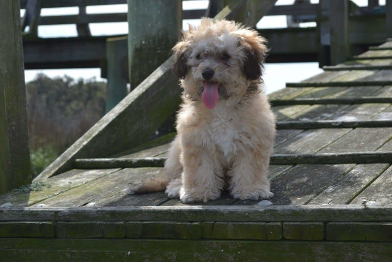 Opee, a Poodle (Small) and Chihuahua mix tested with EmbarkVet.com