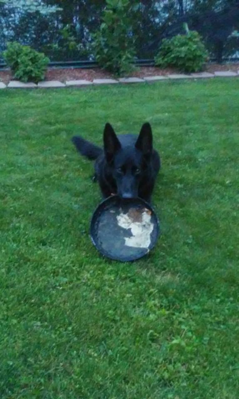 Roxy, a German Shepherd Dog tested with EmbarkVet.com