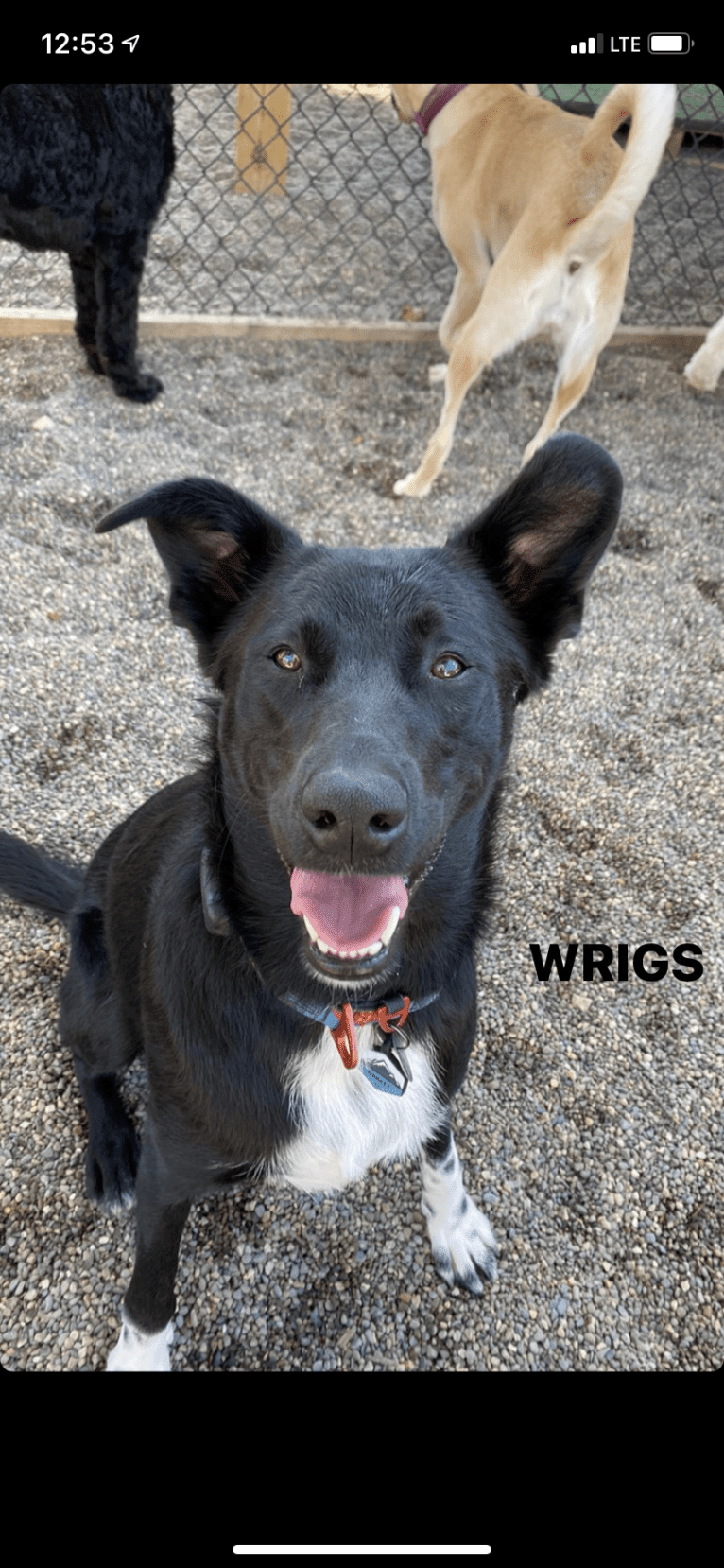 Wrigley, a Labrador Retriever and Australian Cattle Dog mix tested with EmbarkVet.com