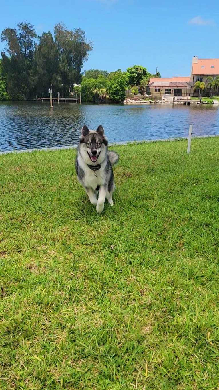 KYLO, a Siberian Husky tested with EmbarkVet.com