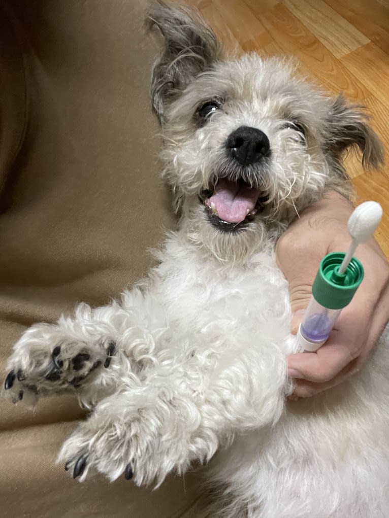 초롱, a Shih Tzu and Poodle (Small) mix tested with EmbarkVet.com