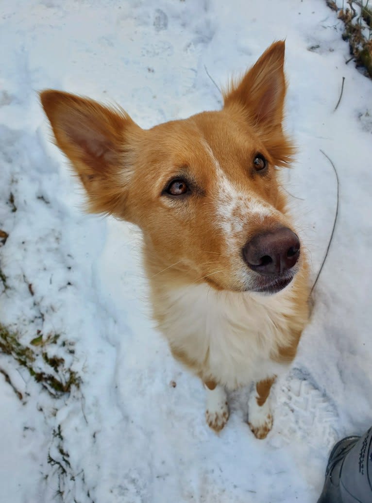 Antosha, an Arabian Village Dog tested with EmbarkVet.com