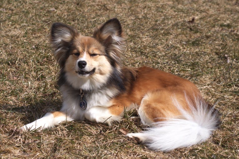 Weller, a Papillon and Siberian Husky mix tested with EmbarkVet.com