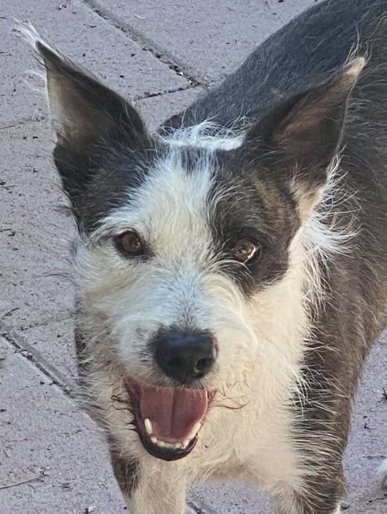 Otter, a Border Collie and Border Terrier mix tested with EmbarkVet.com