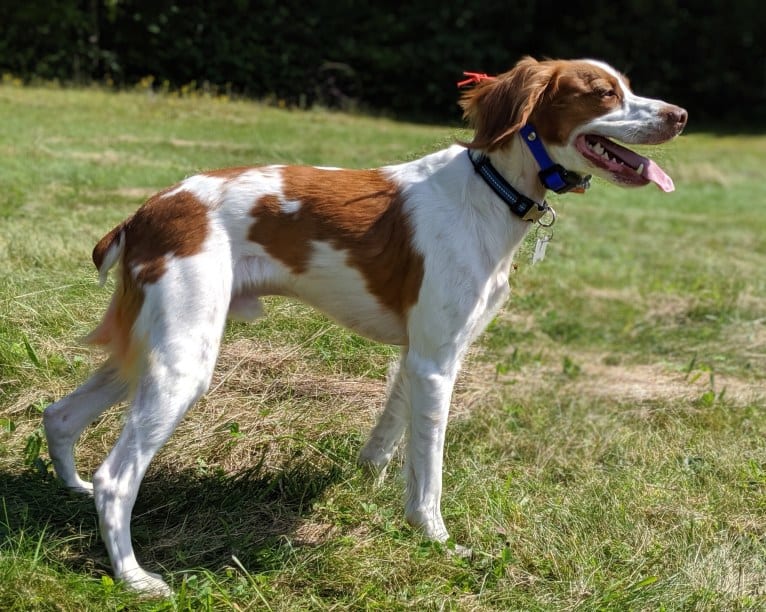 Oliver, a Brittany tested with EmbarkVet.com