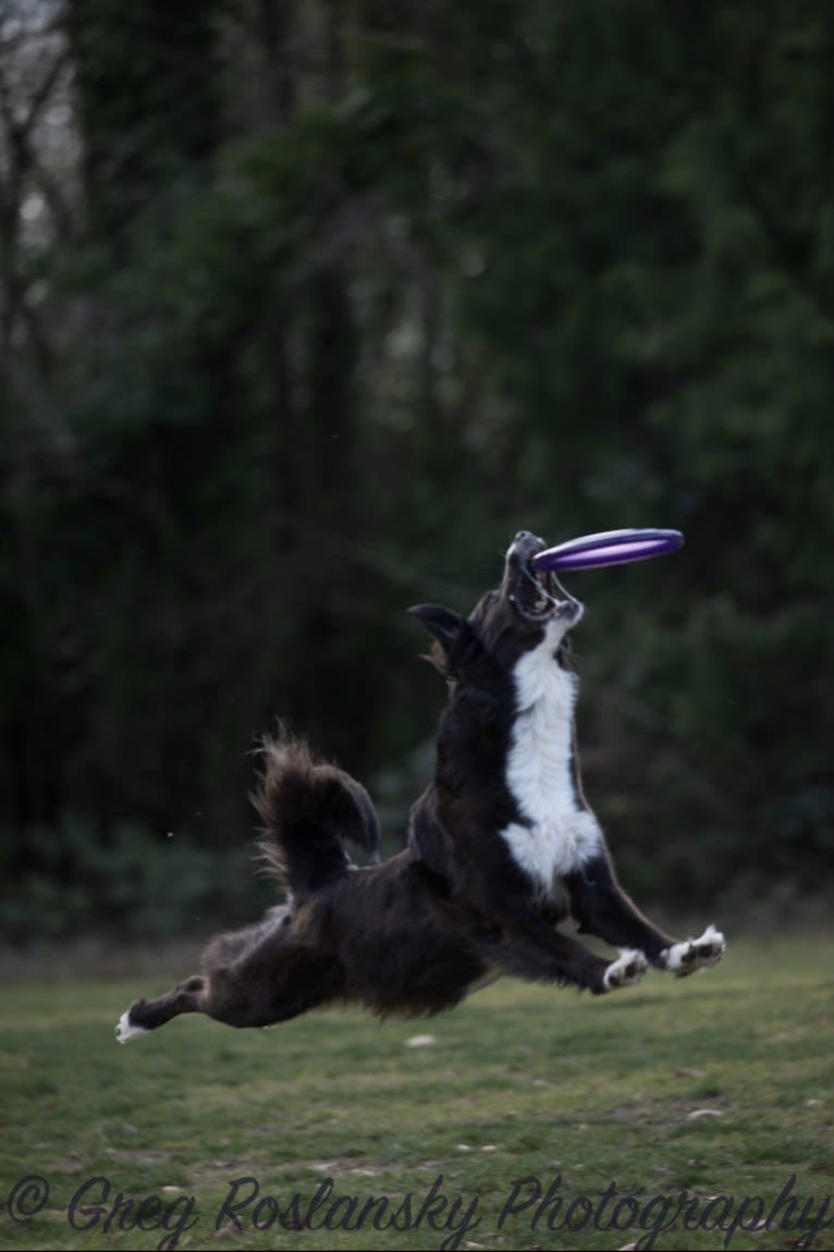 Jane, an English Shepherd tested with EmbarkVet.com