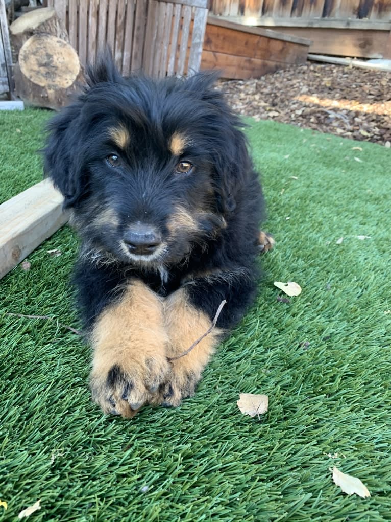 Bella, a Bouvier des Flandres and Bernese Mountain Dog mix tested with EmbarkVet.com