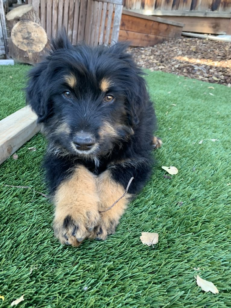 Bella, a Bouvier des Flandres and Bernese Mountain Dog mix tested with EmbarkVet.com