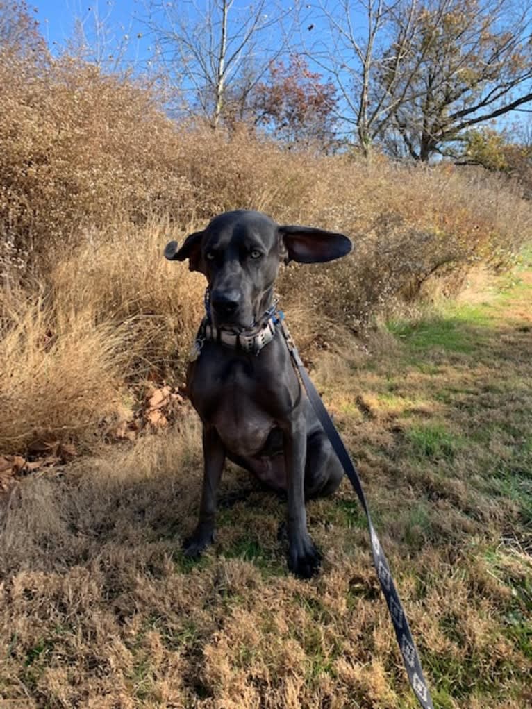 Knox, a Weimaraner tested with EmbarkVet.com