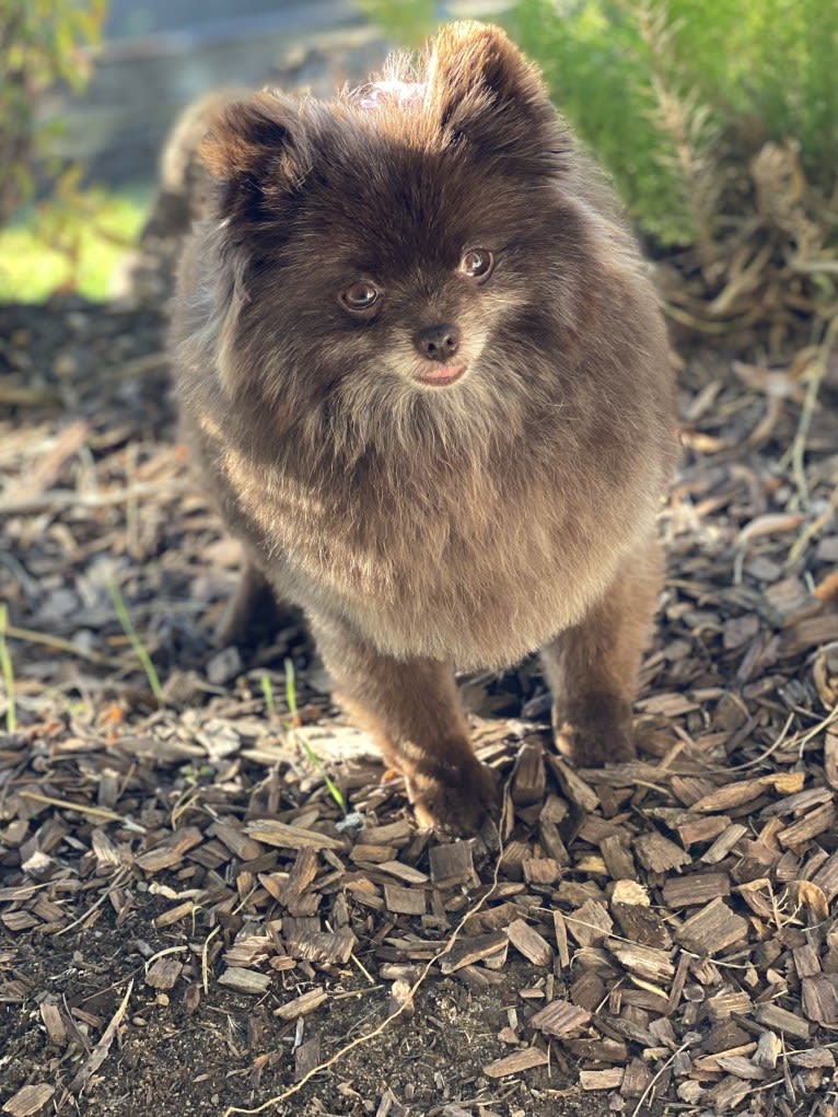 Egypt, a Pomeranian tested with EmbarkVet.com